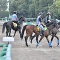 伯父には宝塚記念馬 日曜新潟芝1600mで初陣のダノンシルヴァ/関東馬メイクデビュー情報