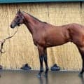 「搭載されているエンジンは重賞級」 馬体派記者が絶賛した新潟2歳S出走馬