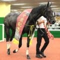 【注目馬動向】先週の中京記念Ｖのラヴァンダは連覇のかかるアイルランドＴへ