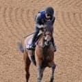 【新潟記念・１週前】ステレンボッシュとゾロアストロが豪華併せ馬　宮田調教師「ゾロが素晴らしかったし、ステレンも十分褒められる内容」
