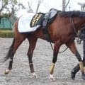 【注目馬動向】骨折からの復帰目指す青葉賞２着タイダルロック　追い切りで異変発生...エコー検査へ