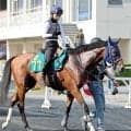 【ＰＯＧ】金子真人オーナーゆかりのマカヒキ×アパパネの超良血牡馬　ククイプカが札幌でゲート試験合格