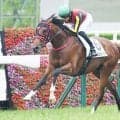 【新潟2歳S枠順確定】インカルナータは8枠10番、シャンデヴァーグは1枠1番