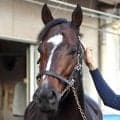 ジャックルマロワ賞に出走したシックスペンスとシュトラウスがフランスから帰国