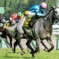 朱鷺Sは外枠優勢 社台ファーム生産馬に注目だ