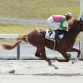 【中京2R新馬戦結果】マルカルーカスが豪快に差し切ってデビューV