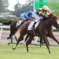 【新潟３Ｒ・２歳新馬】田辺裕信騎手「あやしい部分がある」と半信半疑も…単勝１・７倍ジップスパーク完勝