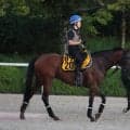 土曜新潟競馬場の注目激走馬…新潟７Ｒ朱鷺ステークス（Ｌ）