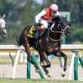 【朱鷺S結果】ショウナンザナドゥ、ゴール前で7頭が並ぶ大激戦を制す