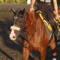【キーンランドＣ・土曜気配】ナムラクララ姉妹Ｖへ角馬場で運動　長谷川調教師「体のバランスを修正しながら乗った」