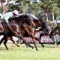 ハナ、ハナ、アタマ、ハナ、ハナ、ハナ差の大激戦は３連単１２０万円超　「えぐ！！！！」「みんな仲良し」ネット騒然