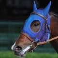 【パシフィッククラシックＳ】海外初挑戦フィンガーは大敗…国内外Ｇ１級３連勝ならず　ダートの本場・米国の高い壁