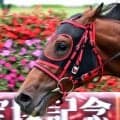 【新潟２歳Ｓ】まさかの逸走...エフフォーリア産駒インカルナータは９着大敗　４コーナー過ぎに外ラチ付近まで大きくふくらむ