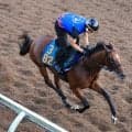 【新潟２歳Ｓ】２番人気のトウシンマジックは２着　コレット騎手＆秋本調教師は重賞初勝利ならず