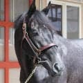 【新潟記念・坂本の特注馬】春の無念を晴らすしかないゾロアストロ　舞台に斤量と逆襲への条件はそろっている