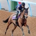 【新潟記念・イシゴーの特注馬】ステレンボッシュ完全復活へ　新潟の外回り２０００メートルは願ってもない形態