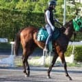 重賞馬の初仔コスモクラウン 調教の質と量は申し分なし/関西馬メイクデビュー情報