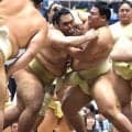 義ノ富士が日大同期の一意を指名、大学以来の申し合い対決は一意が２戦２勝