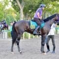 牝馬二冠チェルヴィニアの半弟 鹿戸師も期待寄せるチェスティーノ/関東馬メイクデビュー情報