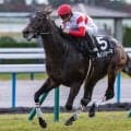 【新潟記念】セレクト3.1億円のダノンシーマ 史上最高価格のJRA重賞勝ち馬となるか