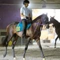 【今週のトク注新馬】大物候補チェスティーノが３０日デビュー　鹿戸調教師は「そういう方面に...」と将来を期待