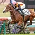 【新潟記念予想オッズ】ロデオドライブが予想1番人気