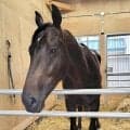 【ＰＯＧ】新種牡馬の父はＧ１級４勝の“砂の王者”　今週デビューのタイセイウィザードがＪＲＡ産駒初勝利届ける