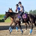 【新潟記念】今夏重賞４勝の田辺裕信騎手との新コンビで臨むドゥレッツァ　尾関知人調教師「期待したいなと思います」