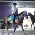 【今週のトク注新馬】鹿戸厩舎が送り出すエフフォーリア産駒チェスティーノ「いいものは持っています」才能を見込む