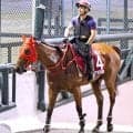 セントウルＳ出走予定の香港馬ファストネットワークが１２時間かけて日本到着　スプリンターズＳにも予備登録
