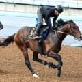 パシフィッククラシックＳ最下位に終わった３歳ダート２冠馬フィンガーが帰国