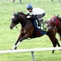 【ＰＯＧ】キタサンブラック産駒ポーラールートが９・５札幌デビューへ軽快な動き　武英調教師「センスはすごく高そう」