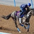 【新潟記念】ドゥレッツァは長期休養明けも上々の仕上がり　尾関調教師「ジョッキーも『Ｇ１馬らしい走り』と」