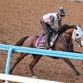 【新潟記念】３歳マイル王ロデオドライブは距離克服へ折り合い重視の追い切り　辻調教師「我慢ができていた」と手応え