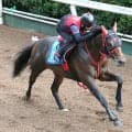 【セントウルＳ・１週前】２連勝中のフリッカージャブは坂路で５０秒８の好時計　西園調教師「しっかり力を出せる」
