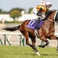 【新潟記念出走馬・騎手確定】ロデオドライブ＆C.ルメール騎手、ダノンシーマ＆川田将雅騎手など11頭