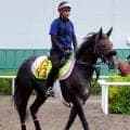 【ＰＯＧ】札幌で重賞ＶのＧ１馬の母アエロリットに続け　３番子のイルリサットが今週の芝１８００メートルで初陣へ