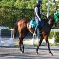 【JRA新馬戦】チェルヴィニアの半弟チェスティーノなどがデビュー