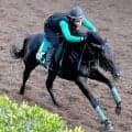 【ＰＯＧ】好仕上がりのサトノボルテクスに中竹調教師は期待大「初戦から楽しみ」　３０日中京マイルでデビュー