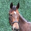 【注目馬動向】ジョスランの秋始動戦はアイルランドトロフィー　全兄は評価急上昇の新種牡馬エフフォーリア