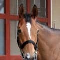【注目馬動向】ステイヤーズＳで３９年ぶり牝馬Ｖのホーエリートは新潟牝馬Ｓを予定　レイベリングはスワンＳへ