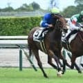 【中京3R新馬戦結果】モーリス産駒ビンチャリが初陣飾る