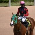 【盛岡・不来方賞枠順】鳳雛S覇者イッテラッシャイは2枠2番 ジャパンダートクラシックの前哨戦