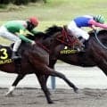 【新潟８Ｒ・ＢＳＮ賞】素質馬が久々の勝利！石橋脩騎手「まだ隠しているものがある」メイショウズイウンが差し返す　