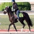 【中京２歳Ｓ】新馬戦７馬身差完勝のジーティーマイカが２・４倍で１番人気　ビスケットサンドが４・０倍で続く　前日最終オッズ