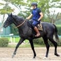 【新潟記念】Ｇ１馬５頭出走もシビアなファン目線が前日オッズに反映　１、２番人気は意外にも…