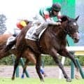 【新潟４Ｒ・２歳新馬】単勝１・５倍の良血馬が２馬身半差完勝　ルメール騎手も高評価