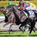 セレクト5.2億円のサガルマータ 2連勝で秋に飛躍するか