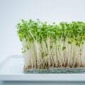 栄養たっぷり「ブロッコリースプラウト」