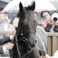 【３０日の注目・新潟７Ｒ】Ｇ１・４勝馬クロワデュノールの全弟チャリングクロスが３勝クラスに登場